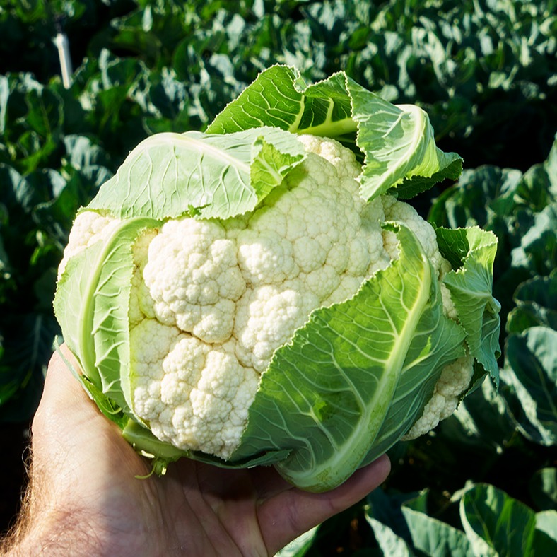 Cauliflower