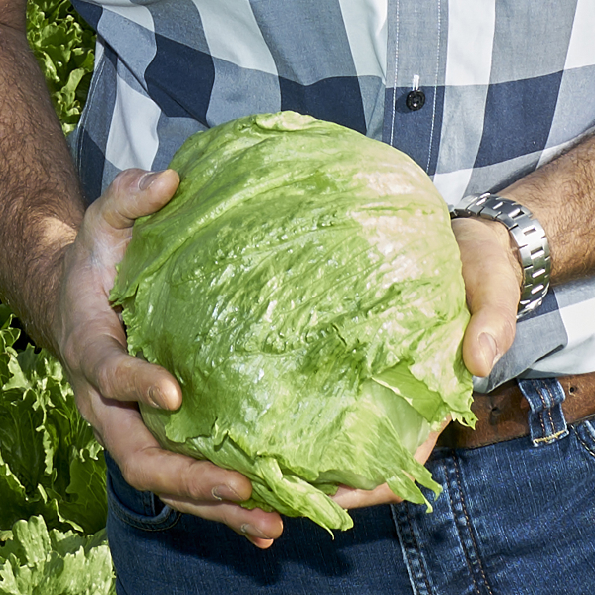 Iceberg Lettuce