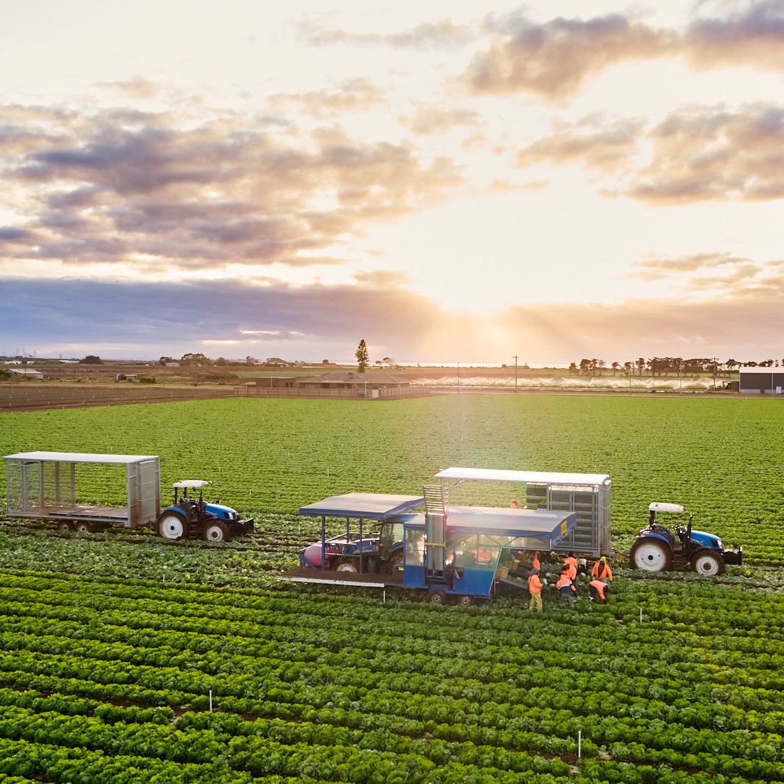 Fragapane Farms